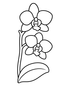Orchidee mit zwei Blüten malvorlage kostenlos PDF