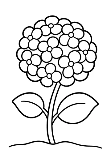 Coloriage d'un hortensia avec des fleurs rondes, deux feuilles et une tige