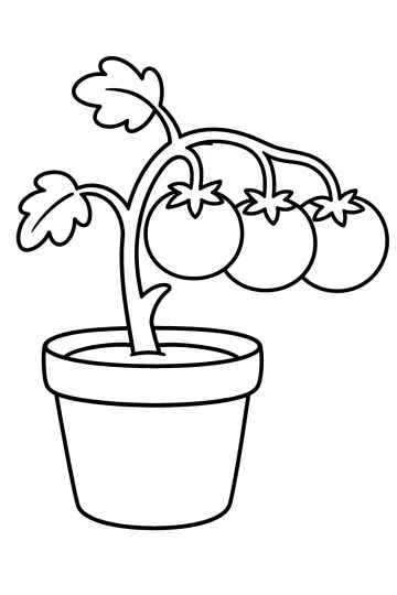 Dessin d'un plant de tomate avec trois tomates dans un pot