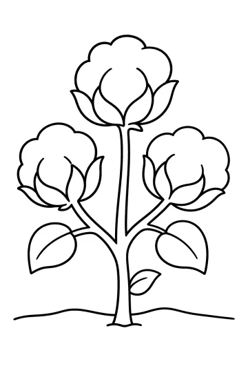 Coloring page of a cotton plant with three soft cotton bolls and leaves