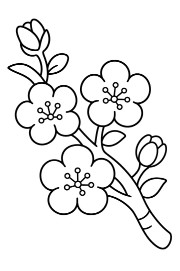Coloriage d'une branche de cerisier avec des fleurs, des boutons et des feuilles