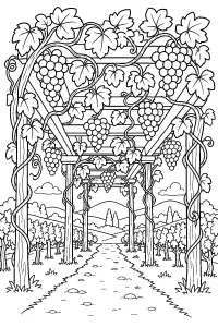 Weinpergola mit Weintrauben malvorlage kostenlos PDF