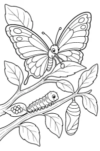Ciclo vitale della farfalla sul ramo disegno da colorare PDF gratis