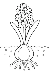 Hyacinth Growing from a Bulb coloring page free PDF