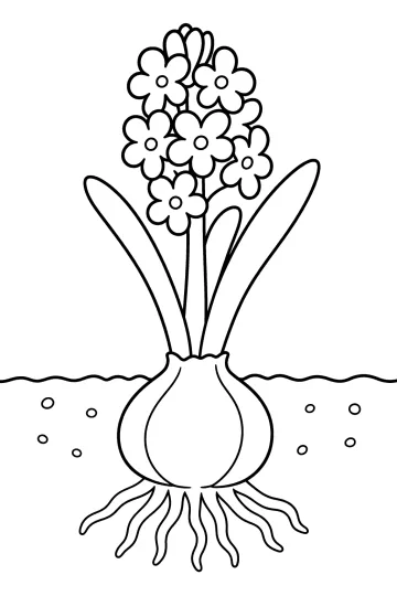 Dibujo de un jacinto que crece desde un bulbo en la tierra con raíces y hojas largas