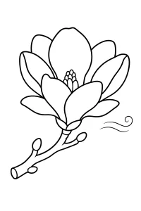 Magnolia che si apre sul ramo disegno da colorare PDF gratis