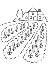 Tenuta con campi di lavanda disegno da colorare PDF gratis